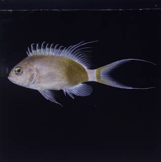 To NMNH Extant Collection (Odontanthias elizabethae FIN033931 Slide 120 mm)