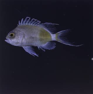 To NMNH Extant Collection (Odontanthias elizabethae FIN033932 Slide 120 mm)