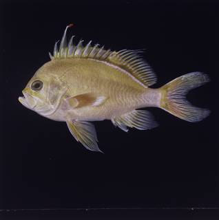 To NMNH Extant Collection (Odontanthias fuscipinnis FIN033935 Slide 120 mm)
