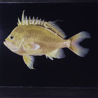 To NMNH Extant Collection (Odontanthias fuscipinnis FIN033936 Slide 120 mm)