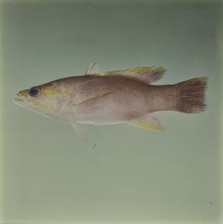 To NMNH Extant Collection (Liopropoma aurora FIN033950B Slide 120 mm)