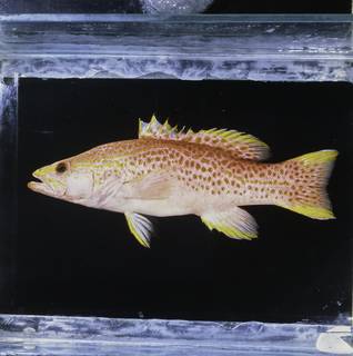 To NMNH Extant Collection (Liopropoma maculatum FIN033954 Slide 120 mm)