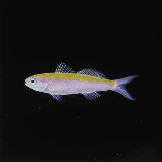 To NMNH Extant Collection (Luzonichthys whitleyi FIN033981 Slide 120 mm)