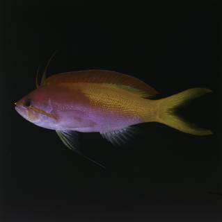 To NMNH Extant Collection (Nemanthias carberryi FIN033982 Slide 120 mm)