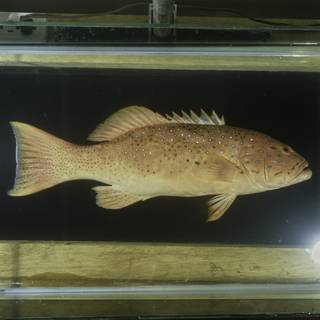 To NMNH Extant Collection (Plectropomus maculatus FIN034029 Slide 120 mm)