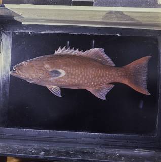 To NMNH Extant Collection (Plectropomus oligacanthus FIN034030 Slide 120 mm)