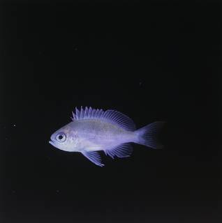 To NMNH Extant Collection (Pseudanthias FIN034037 Slide 120 mm)