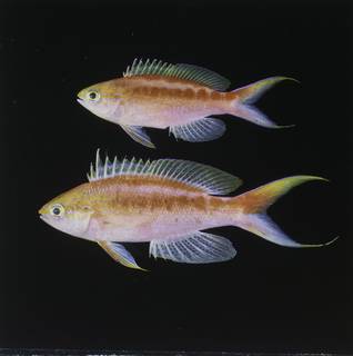 To NMNH Extant Collection (Pseudanthias aurulentus FIN034038 Slide 120 mm)