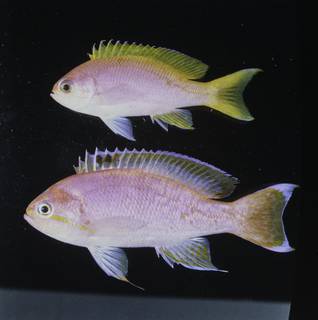 To NMNH Extant Collection (Pseudanthias bimaculatus FIN034051 Slide 120 mm)
