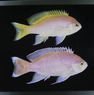 To NMNH Extant Collection (Pseudanthias bimaculatus FIN034052 Slide 120 mm)