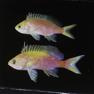 To NMNH Extant Collection (Pseudanthias flavicauda FIN034071 Slide 120 mm)