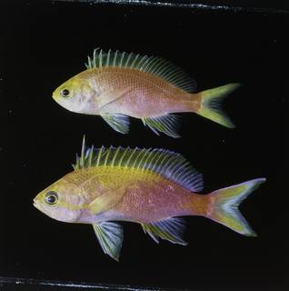 To NMNH Extant Collection (Pseudanthias flavicauda FIN034071B Slide 120 mm)