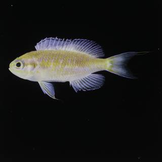 To NMNH Extant Collection (Pseudanthias fucinus FIN034072 Slide 120 mm)