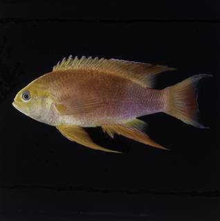 To NMNH Extant Collection (Pseudanthias hawaiiensis FIN034075 Slide 120 mm)