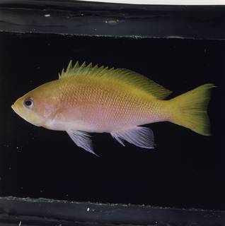 To NMNH Extant Collection (Pseudanthias heemstrai FIN034076B Slide 120 mm)
