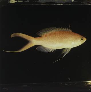 To NMNH Extant Collection (Pseudanthias lori FIN034097 Slide 120 mm)