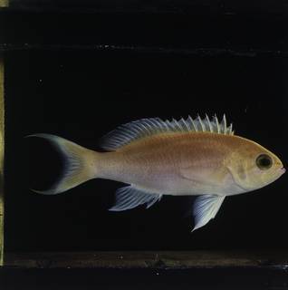 To NMNH Extant Collection (Pseudanthias lunulatus FIN034100 Slide 120 mm)