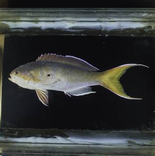 To NMNH Extant Collection (Pseudanthias olivaceus FIN034115 Slide 120 mm)