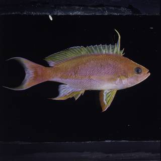 To NMNH Extant Collection (Pseudanthias pulcherrimus FIN034134 Slide 120 mm)