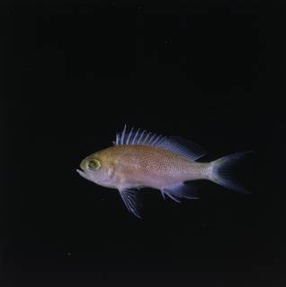 To NMNH Extant Collection (Pseudanthias randalli FIN034137 Slide 120 mm)