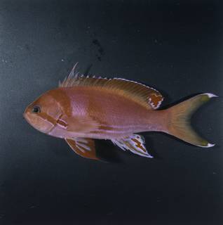 To NMNH Extant Collection (Pseudanthias sheni FIN034153 Slide 120 mm)