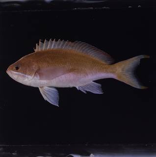 To NMNH Extant Collection (Pseudanthias taeniatus FIN034173 Slide 120 mm)