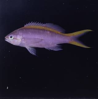 To NMNH Extant Collection (Pseudanthias tuka FIN034186 Slide 120 mm)