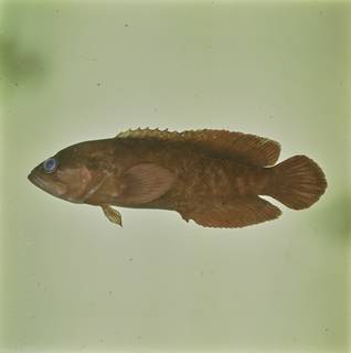 To NMNH Extant Collection (Suttonia lineata FIN034228B Slide 120 mm)