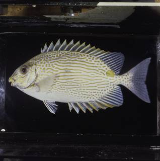 To NMNH Extant Collection (Siganus lineatus FIN034251 Slide 120 mm)