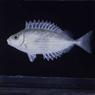 To NMNH Extant Collection (Siganus rivulatus FIN034263 Slide 120 mm)
