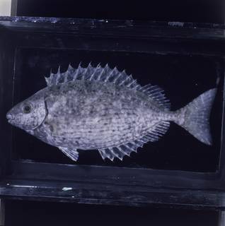 To NMNH Extant Collection (Siganus rivulatus FIN034264 Slide 120 mm)