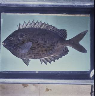 To NMNH Extant Collection (Siganus stellatus FIN034267 Slide 120 mm)