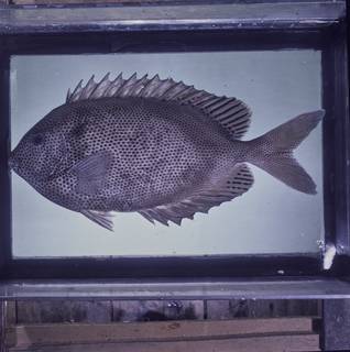 To NMNH Extant Collection (Siganus stellatus FIN034268 Slide 120 mm)