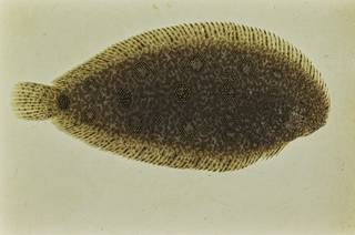 To NMNH Extant Collection (Heteromycteris hartzfeldii FIN034297 Slide 35 mm)