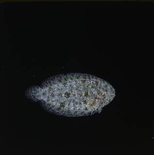 To NMNH Extant Collection (Aseraggodes FIN034298 Slide 120 mm)