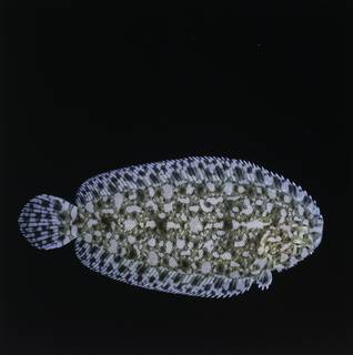 To NMNH Extant Collection (Aseraggodes bahamondei FIN034299 Slide 120 mm)