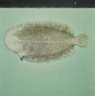 To NMNH Extant Collection (Aseraggodes suzumotoi FIN034309 Slide 120 mm)