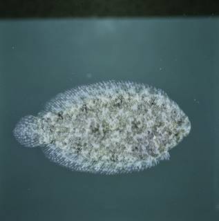 To NMNH Extant Collection (Aseraggodes therese FIN034311 Slide 120 mm)