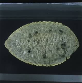To NMNH Extant Collection (Brachirus orientalis FIN034313 Slide 120 mm)