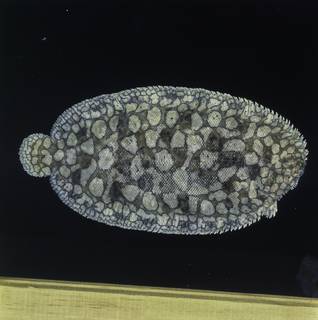 To NMNH Extant Collection (Pardachirus morrowi FIN034323 Slide 120 mm)