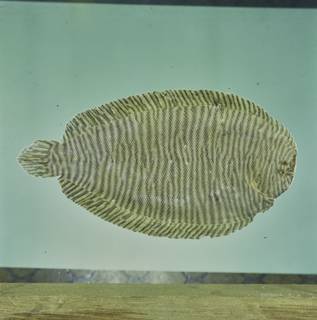 To NMNH Extant Collection (Synclidopus macleayanus FIN034337 Slide 120 mm)