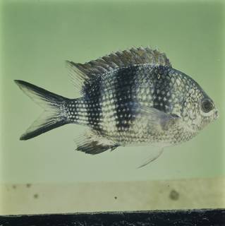 To NMNH Extant Collection (Abudefduf natalensis FIN032125 Slide 120 mm)