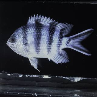 To NMNH Extant Collection (Abudefduf sexfasciatus FIN032132 Slide 120 mm)