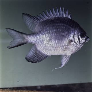 To NMNH Extant Collection (Amblyglyphidodon indicus FIN032162 Slide 120 mm)