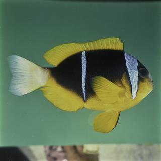To NMNH Extant Collection (Amphiprion allardi FIN032175 Slide 120 mm)