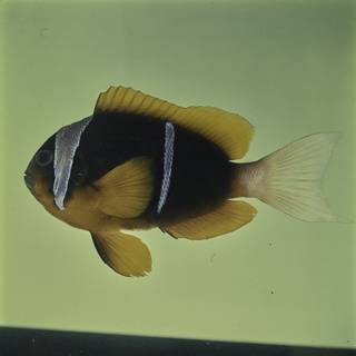 To NMNH Extant Collection (Amphiprion allardi FIN032176 Slide 120 mm)