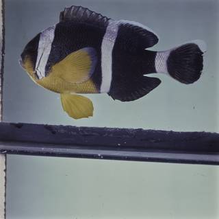 To NMNH Extant Collection (Amphiprion chrysogaster FIN032181 Slide 120 mm)