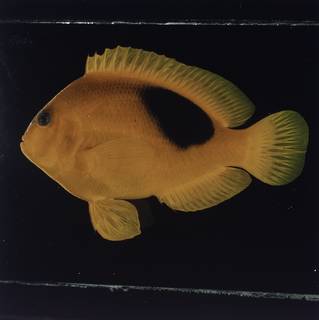 To NMNH Extant Collection (Amphiprion ephippium FIN032195 Slide 120 mm)