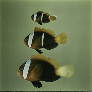 To NMNH Extant Collection (Amphiprion melanopus FIN032203 Slide 120 mm)