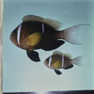 To NMNH Extant Collection (Amphiprion omanensis FIN032218 Slide 120 mm)